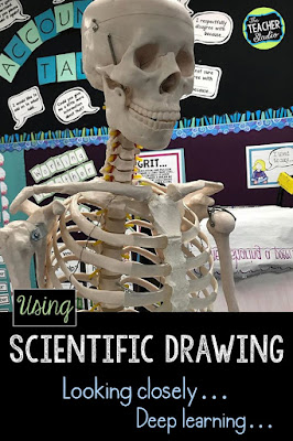 Using scientific drawing along with information reading and writing is a great way to get students thinking deeply and looking closely for details.  This blog post shows how we did it with our skeletal system unit.  teaching skeletal system, skeletal system lessons, human body activities, teaching human body
